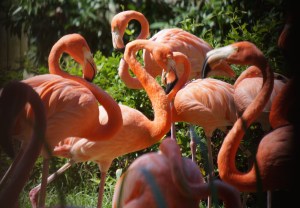 2015-zoo-flamingo-1