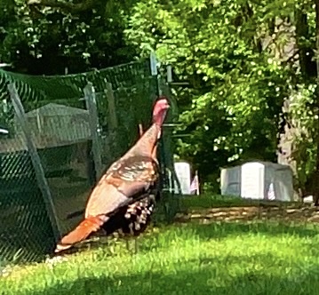 Arlington Cemetery wild turkey on Memorial Day, 2023. 